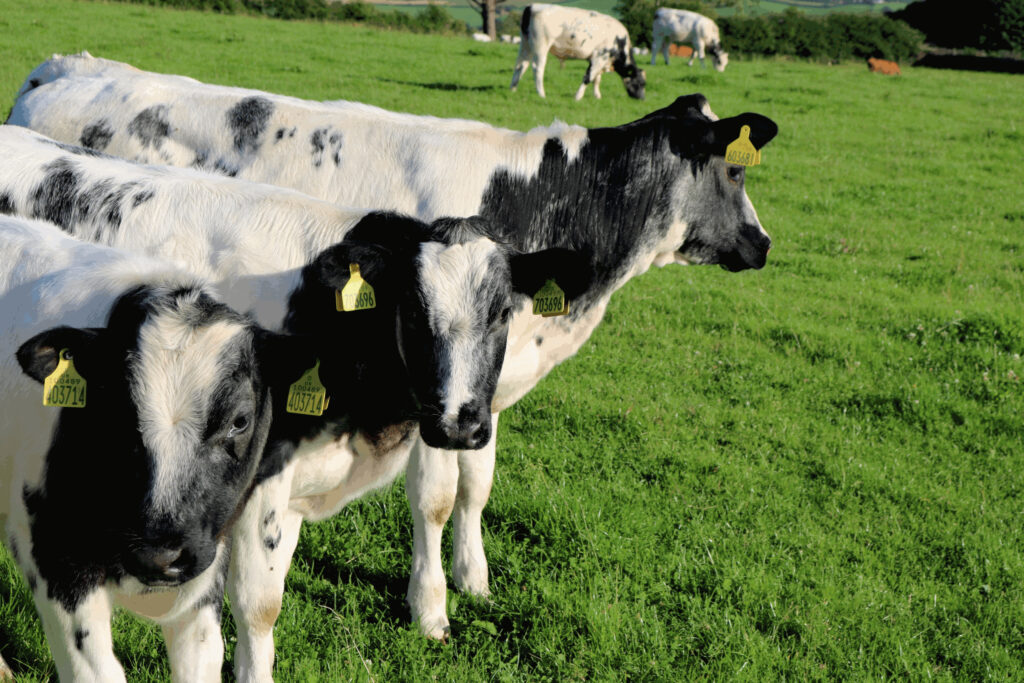 Beautiful Cows at Cumbria Touring Site for Beach Walks 