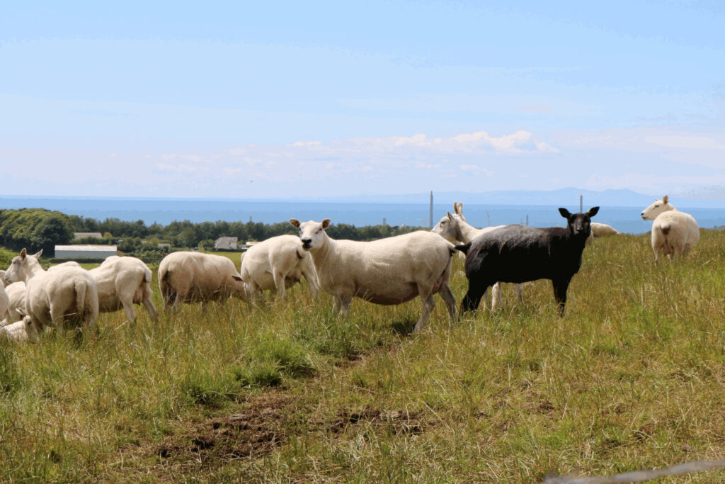 Friendly Sheep At High Boonwood Farm Cumbria.