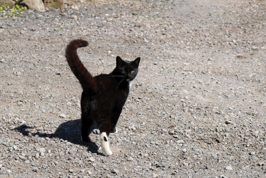 Smokey the cat at High Boonwood Farm Caravan Touring In Cumbria Camping for Scafell Pike & Ravenglass. Great Hill Top Views & Quiet Rural Farm Location.